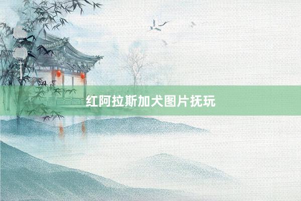 红阿拉斯加犬图片抚玩